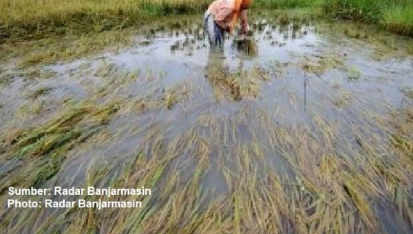 Produksi padi menurun